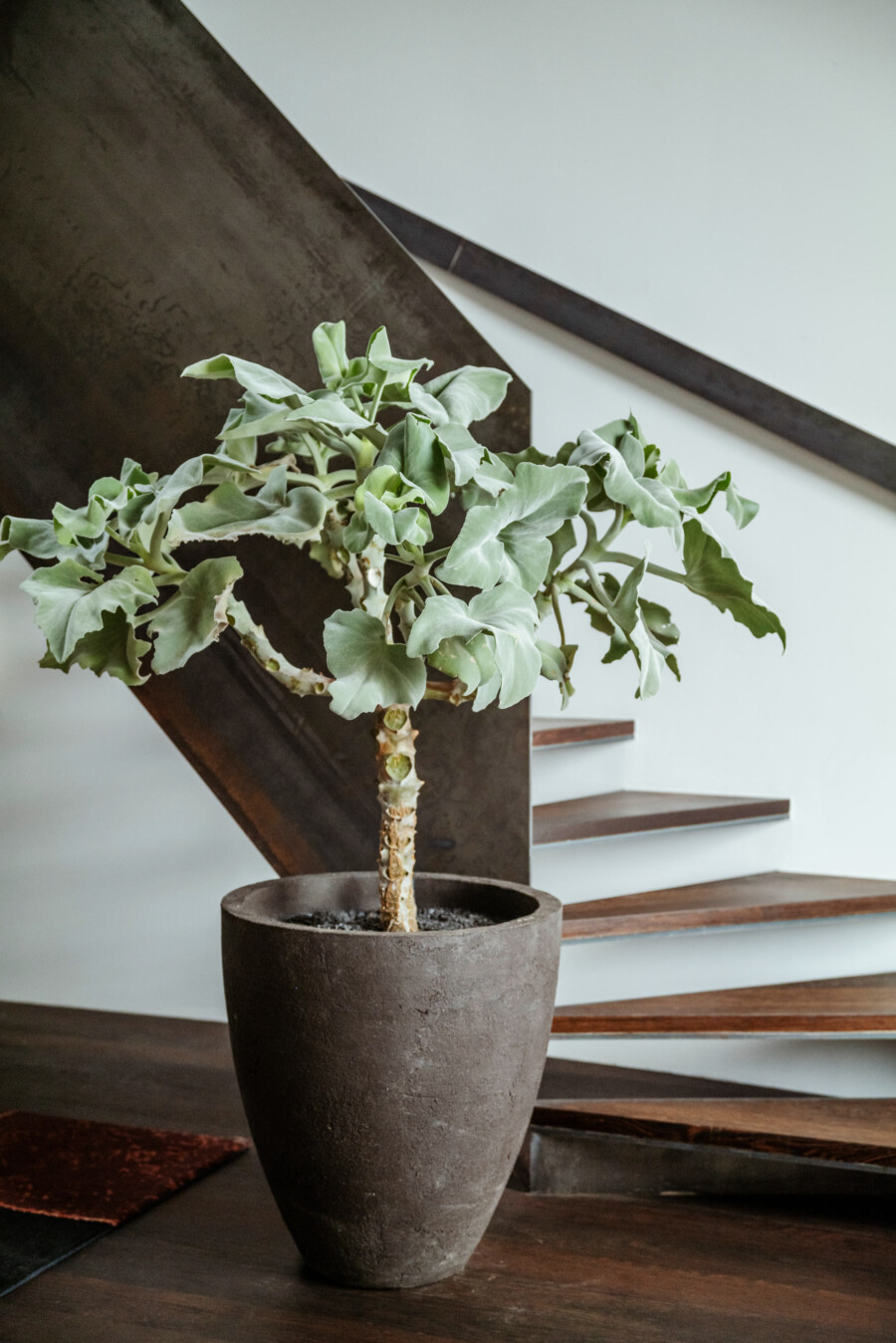 Kalanchoe beharensis in einem grauen Zementtopf, stehende Pflanze neben Treppenstufen im Innenraum.