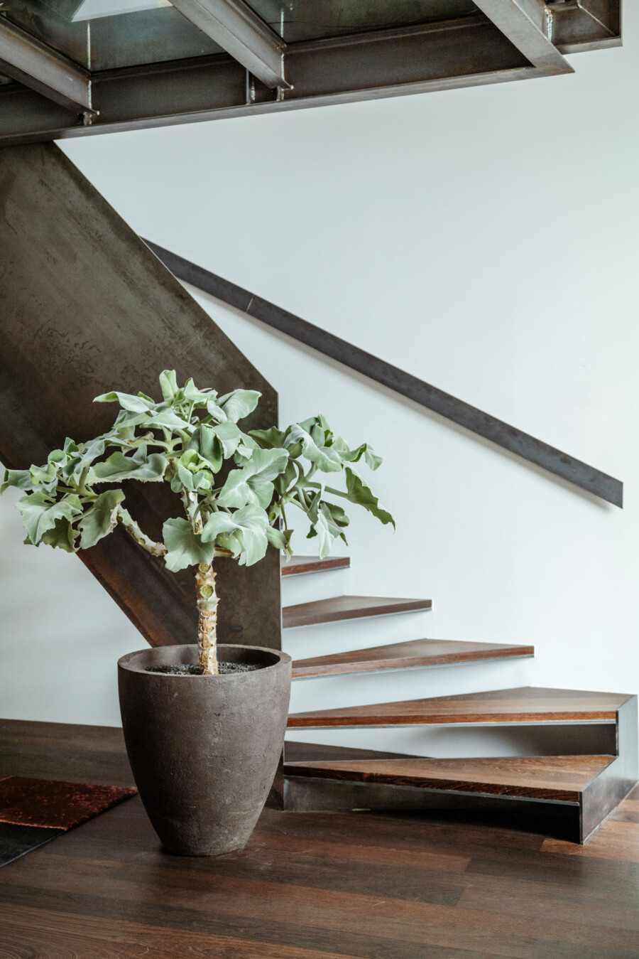 Ficus carica steht im großen Pflanzkübel neben moderner Stahl-Holz-Treppe im Innenraum.