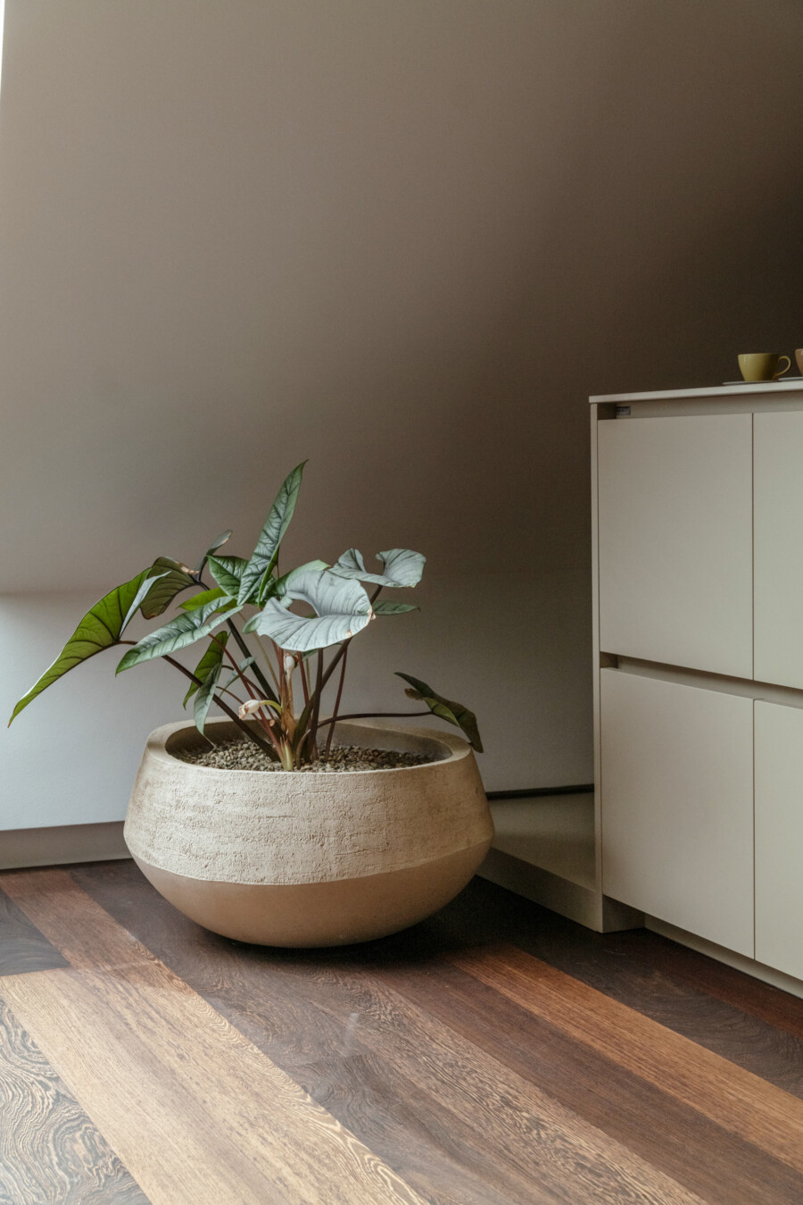 Große Calathea makoyana (Pfauenpflanze) in rundem Steinzeugtopf vor beiger Wand neben Sideboard.