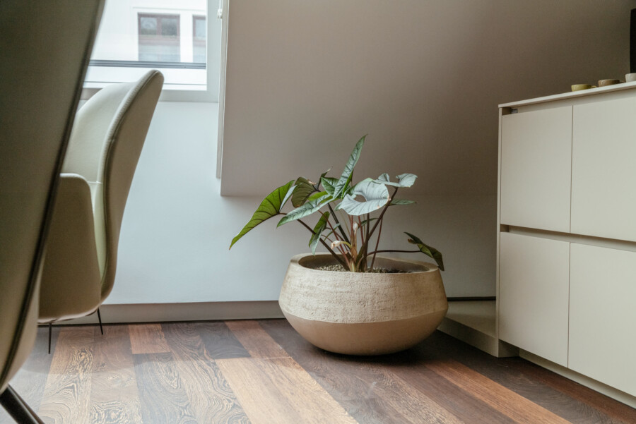 Große Dieffenbachia seguine im Terracotta-Topf vor hellgrauer Wand neben weißem Sideboard.