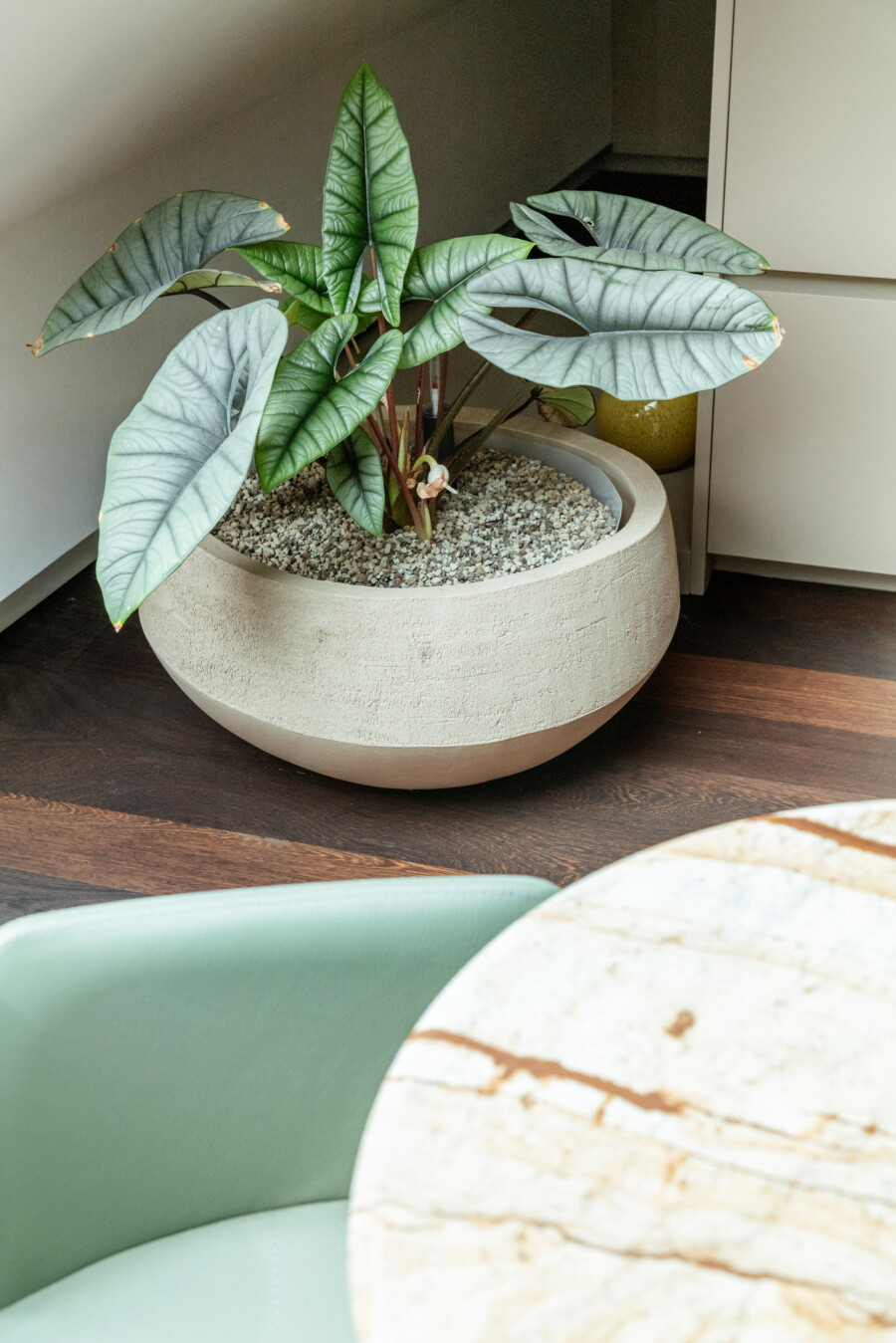 Philodendron gloriosum in rundem grauen Pflanzkübel; Innenraumpflanze mit großen blaugrünen Blättern und markanten hellen Adern