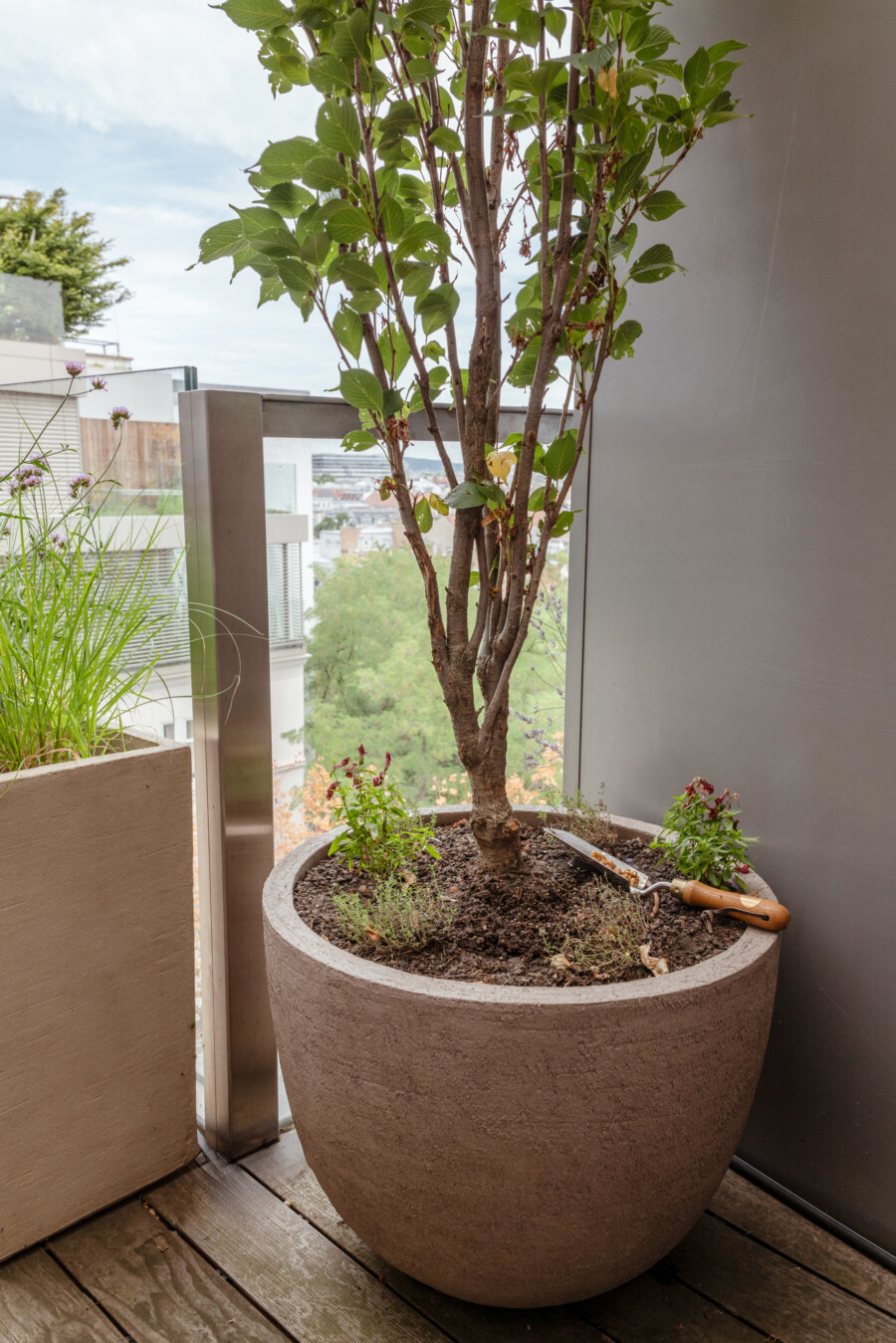 Großer mehrstammiger Baum im Terrakotta-Topf auf Balkon; grüne, gezähnte Blätter; Stadtblick im Hintergrund; Gartengerät am Boden.