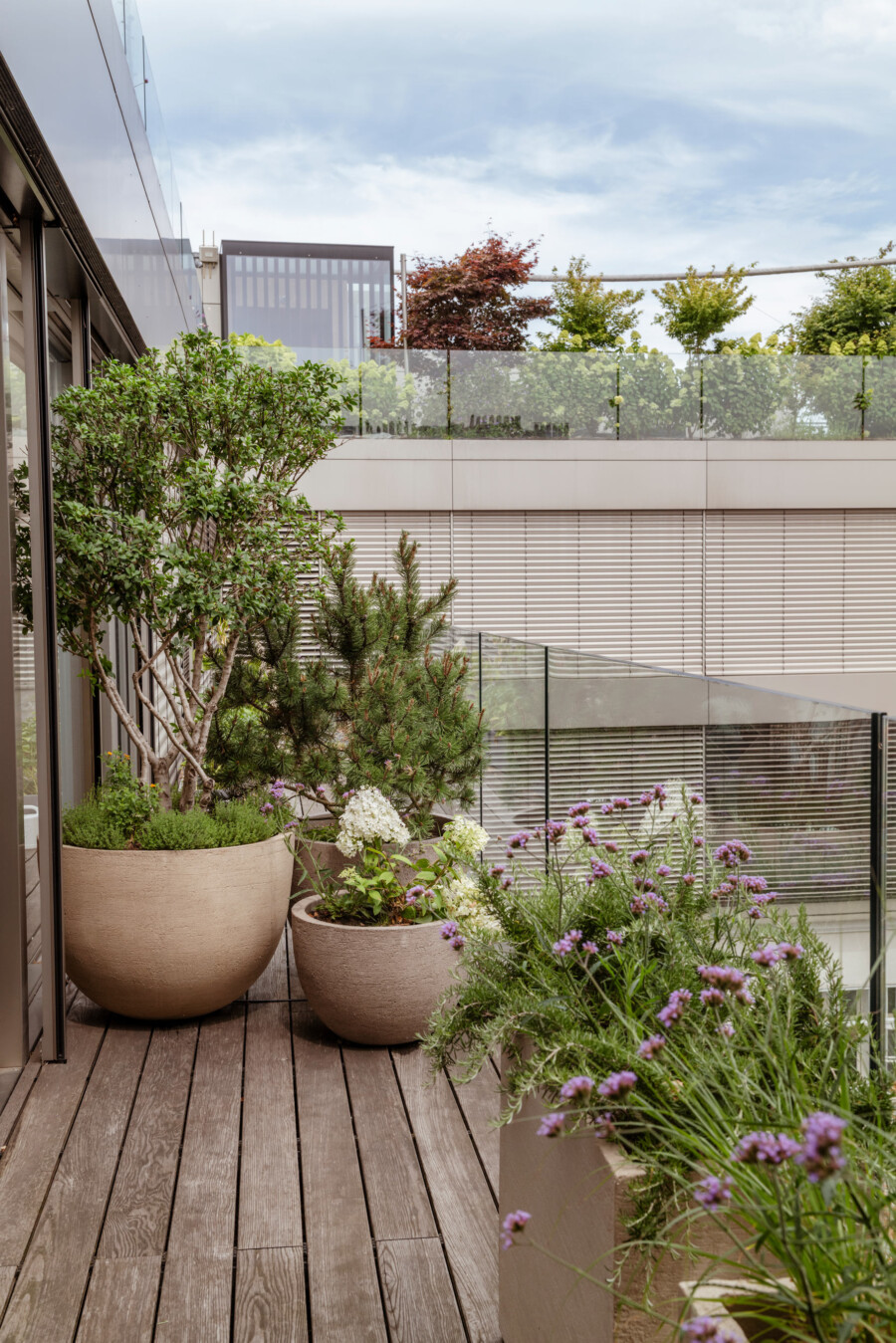 Balkonterrasse mit großen Pflanzkübeln: Hydrangea macrophylla, Rosmarinus officinalis, Allium sp., Verbena bonariensis; Holzdeck, Glasgeländer.