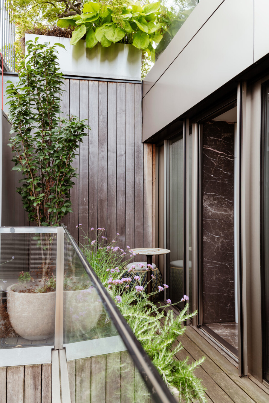 Moderne Balkonterrasse mit Holzlattenwand und Glasgeländer; große Hosta sp. im Pflanzkasten, Ligustrum sp.-Säulenstrauch, umliegende Gräser.