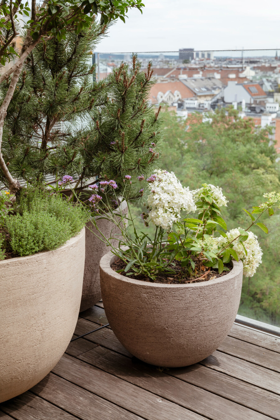 Pflanzen in runden Ton-Töpfen auf Balkon mit Stadtblick: Pinus sp., Rosmarinus officinalis, Hydrangea macrophylla, Verbena bonariensis.
