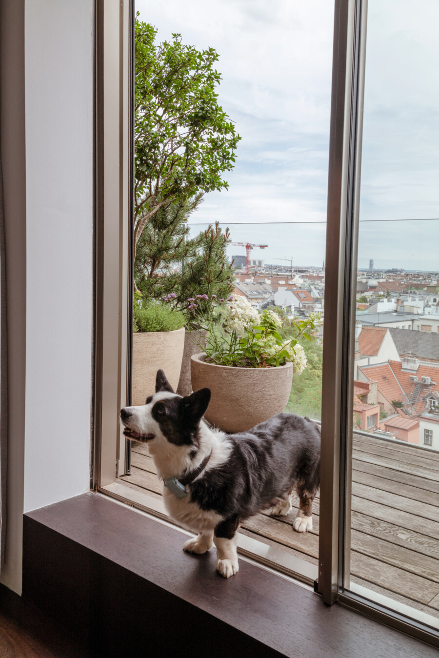 Border-Collie vor Fenster, Blick nach draußen; Topfpflanzen, u.a. Ficus benjamina, Balkon mit Stadtblick und Baukrä­nen.