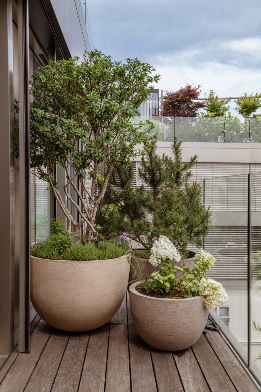 Großer Ficus benjamina im Kübel, daneben Konifere; Hydrangea macrophylla mit weißen Blüten auf Balkon mit Holzboden.