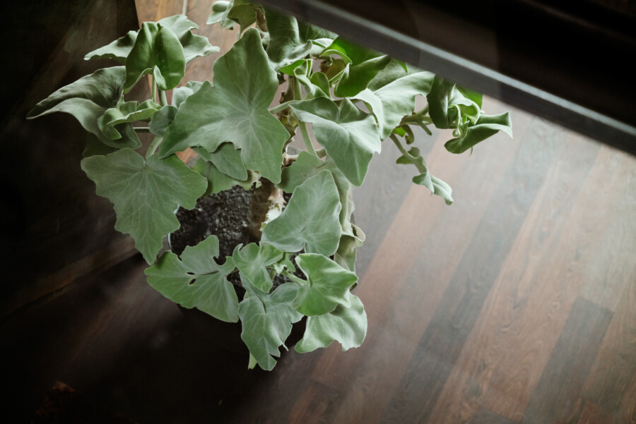 Ficus carica (Feigenbaum) mit großen fünflappigen Blättern, Topfpflanze am Fenster.