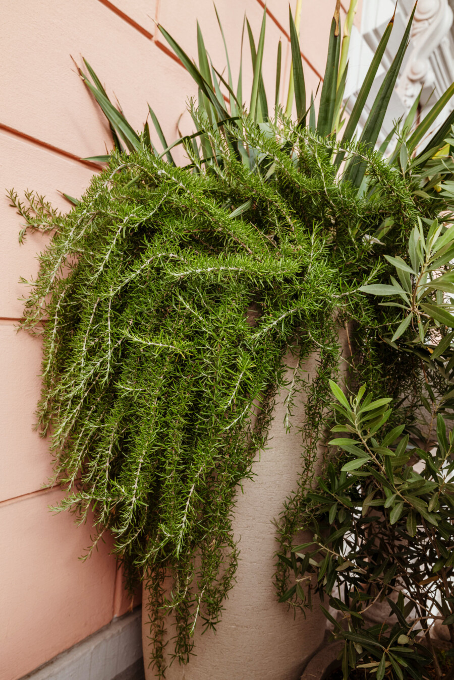 Rosmarinus officinalis (Rosmarin) als hängende Zweige in einem Topf vor rosafarbener Wand; weitere Grünpflanzen im Hintergrund.