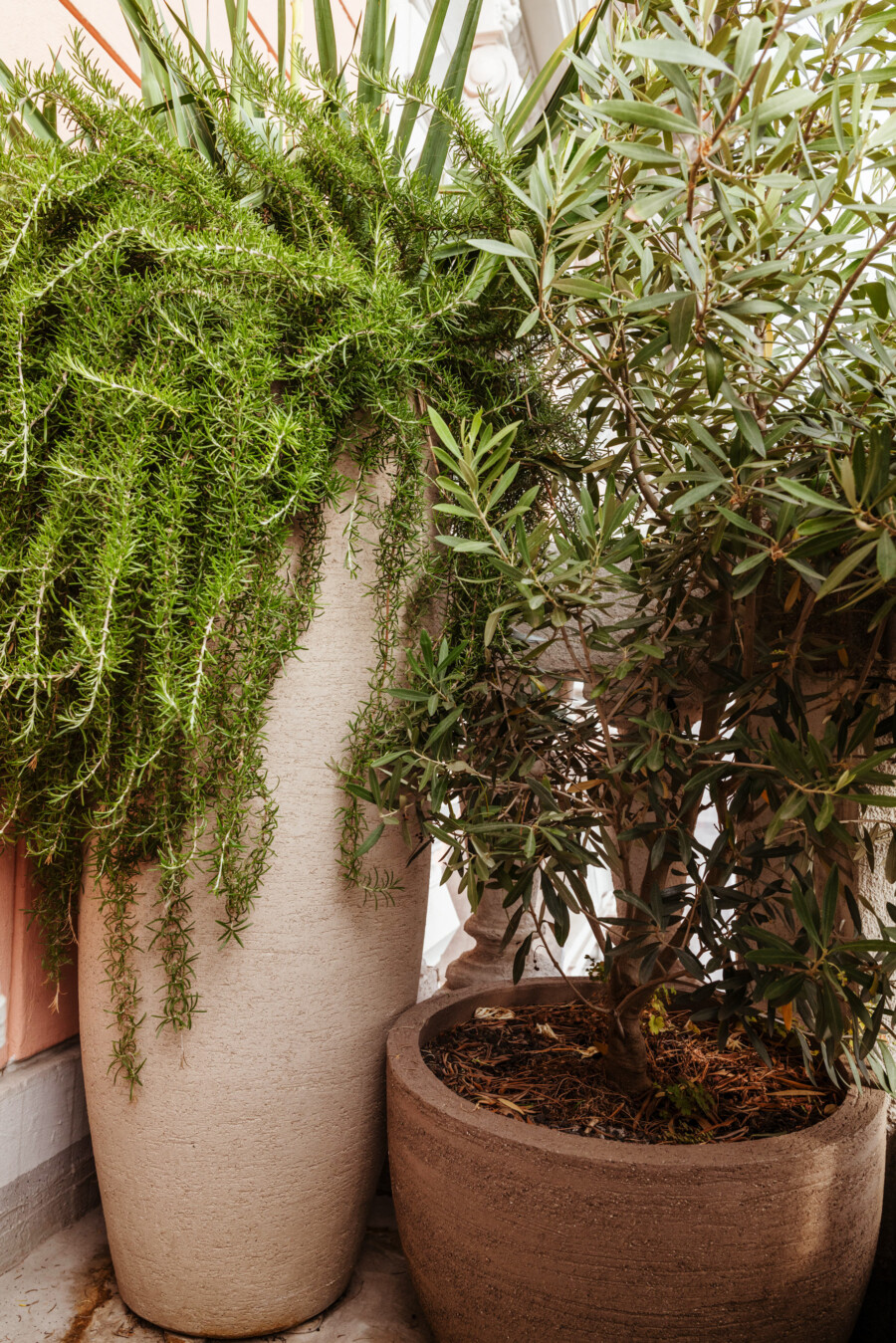 Zwei Topfpflanzen: Rosmarinus officinalis mit hängenden Trieben links und Olea europaea rechts; Terrasse.