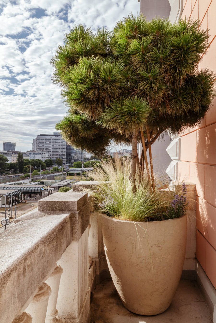 Yucca sp. in großen Terracotta-Töpfen, dicht belaubte Rosetten, auf Balkonkante, Skyline der Stadt im Hintergrund.