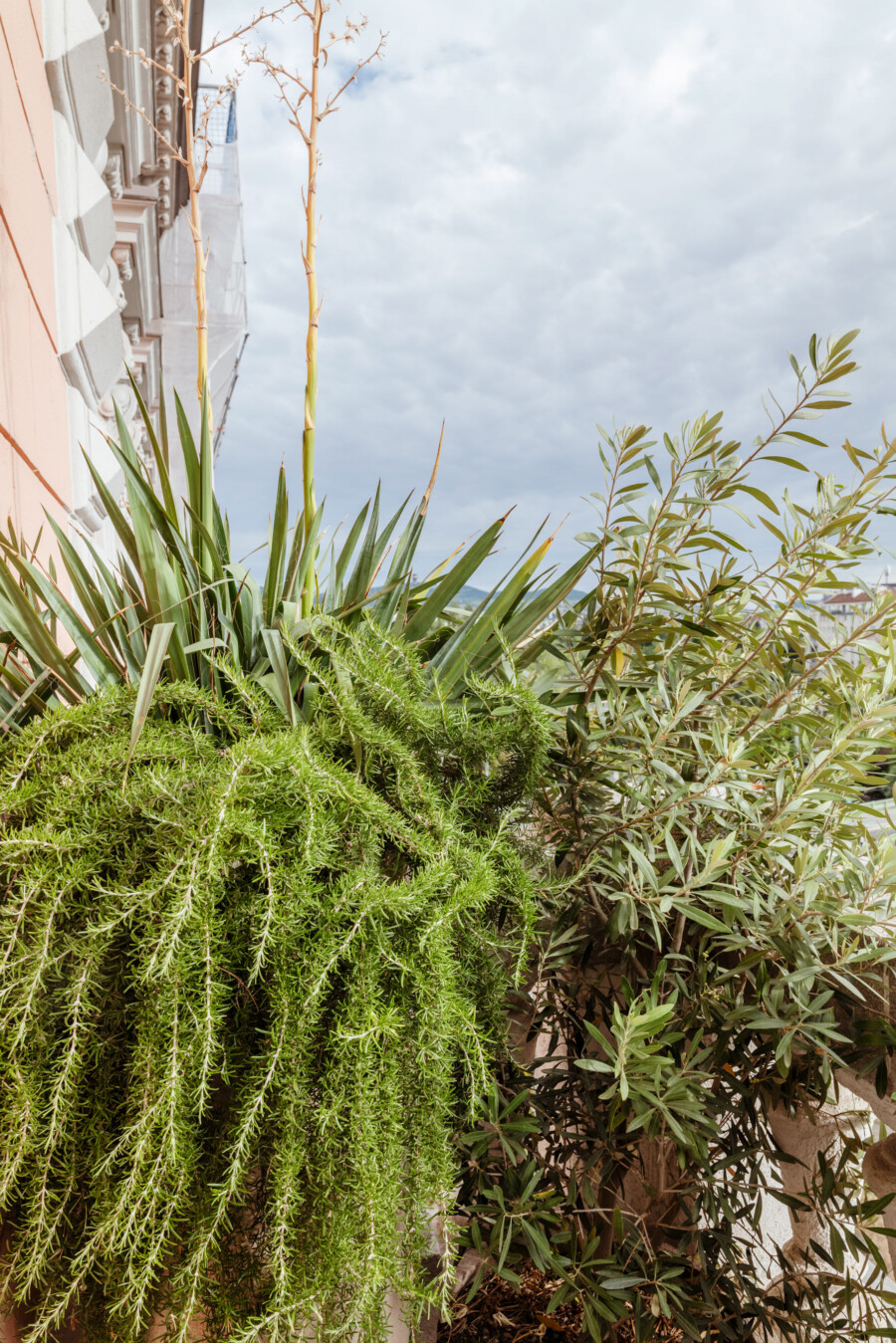 Rosmarinus officinalis, Yucca sp. und Laurus nobilis vor einer Gebäudefassade.