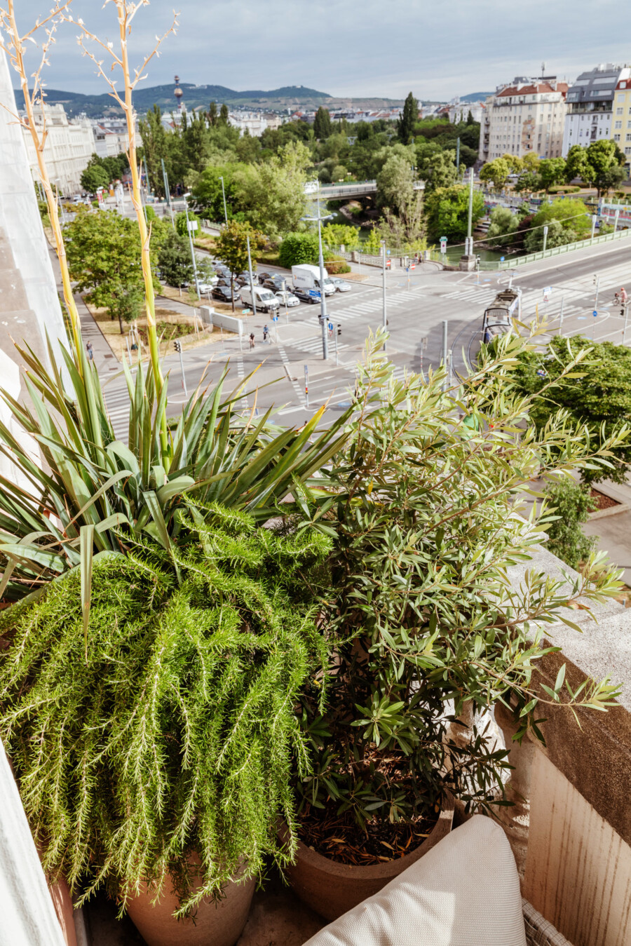 Topfpflanzen auf Balkonbrüstung: Yucca sp. und Asparagus densiflorus; urbaner Park, Brücke und Straßenverkehr im Hintergrund.