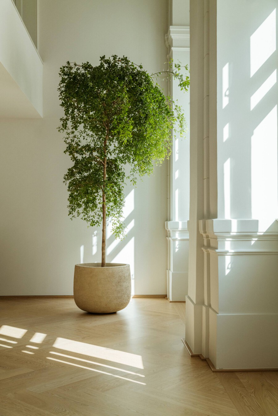 Ficus benjamina, Innenpflanze, in rundem Steintopf, steht im sonnigen, hellen Innenraum mit hellem Holzfußboden.
