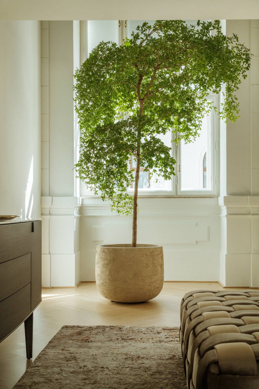 Ficus benjamina, großer Innenraumbaum in Terrakottatopf vor Fenster, helles Wohnzimmer.