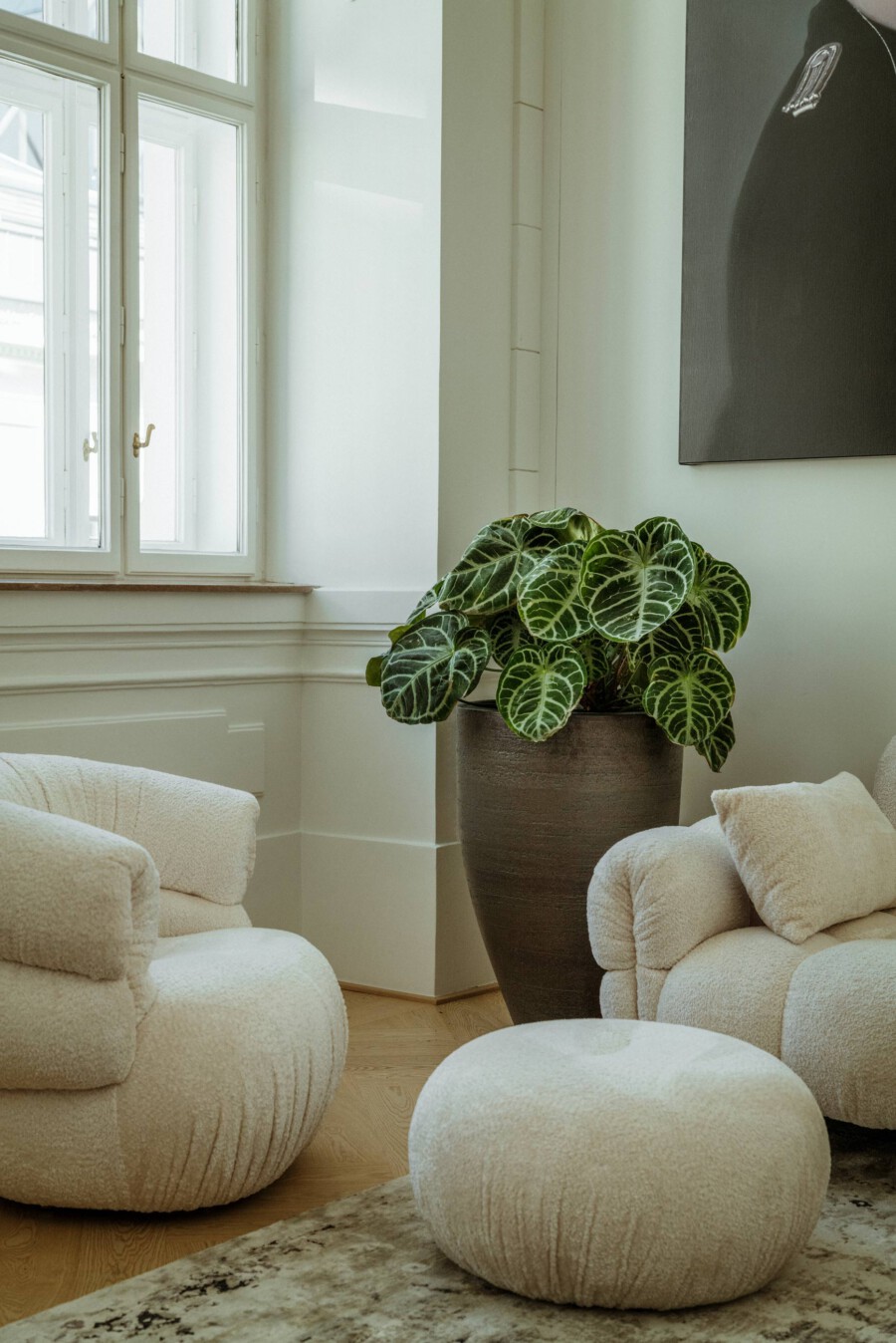 Calathea makoyana (Pfauenpflanze) mit dunkelgrünen Blättern und hellen Venationen in einem dunklen Topf neben Fenster im Wohnzimmer.