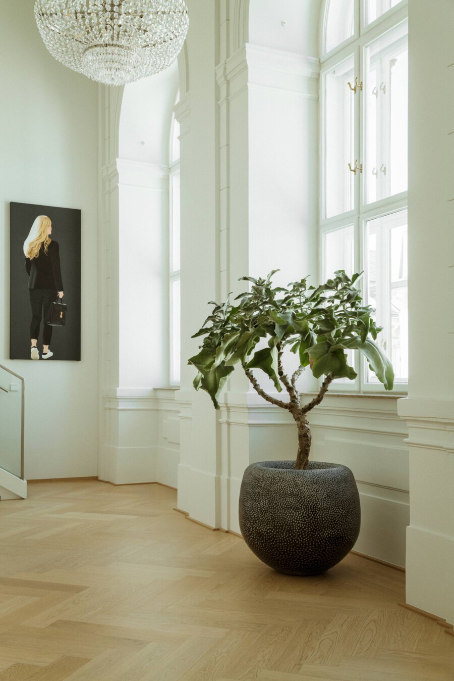 Großer Ficus elastica (Gummibaum) mit knorrigem Stamm und breiten Blättern im hellen Innenraum neben Fensterfront und Kristallkronleuchter.