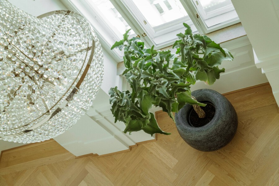 Große Grünpflanze mit gewellten Blättern in dunklem runden Steinpflanzgefäß; Treppenhausboden aus Holz, Kronleuchter links sichtbar.