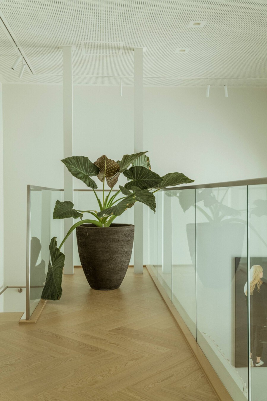 Große Alocasia macrorrhiza im Topf; modernes Innenraumlayout mit Glasgeländer und Holzboden.