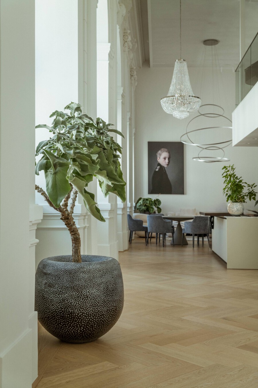 Großer Ficus elastica (Gummibaum) im hellen Innenraum, in einem rund gepunkteten Topf; Kronleuchter und Porträt im Hintergrund.