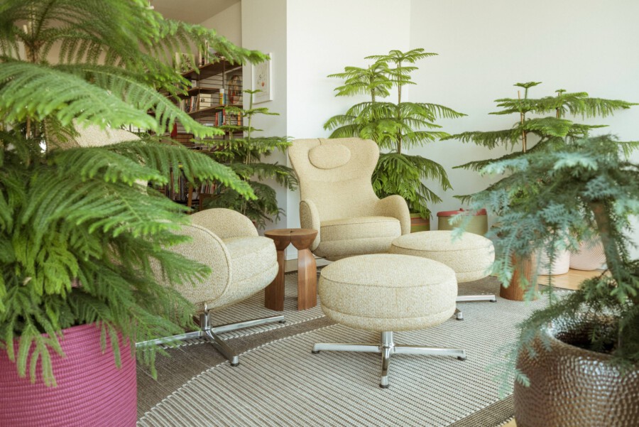 Beige Lounge-Stühle und Hocker in hellem Wohnzimmer, umgeben von Nephrolepis exaltata (Bostonferne) und Araucaria heterophylla (Norfolk-Inseln-Fichte) in Töpfen.