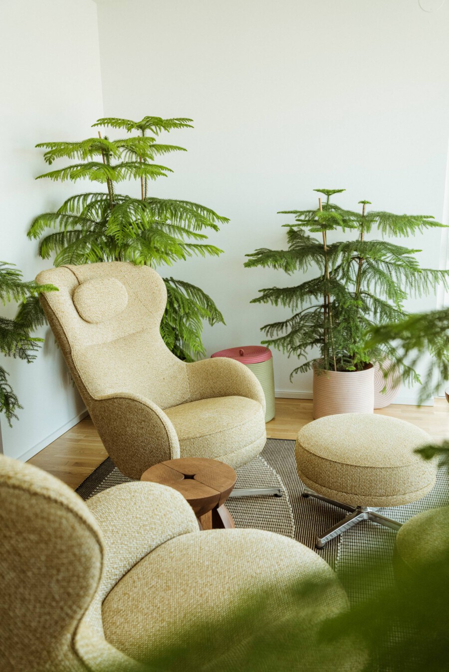 Beige-Lounge-Sessel im Wohnzimmer, umgeben von Araucaria heterophylla-Pflanzen (Norfolk-Inselnadelbaum) im Topf.