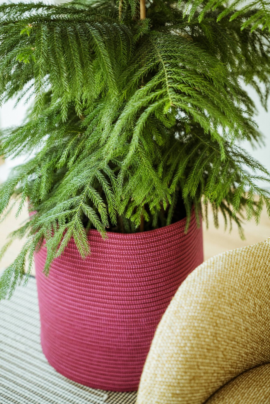 Araucaria heterophylla im pinken Topf mit herabhängenden Zweigen im Innenraum