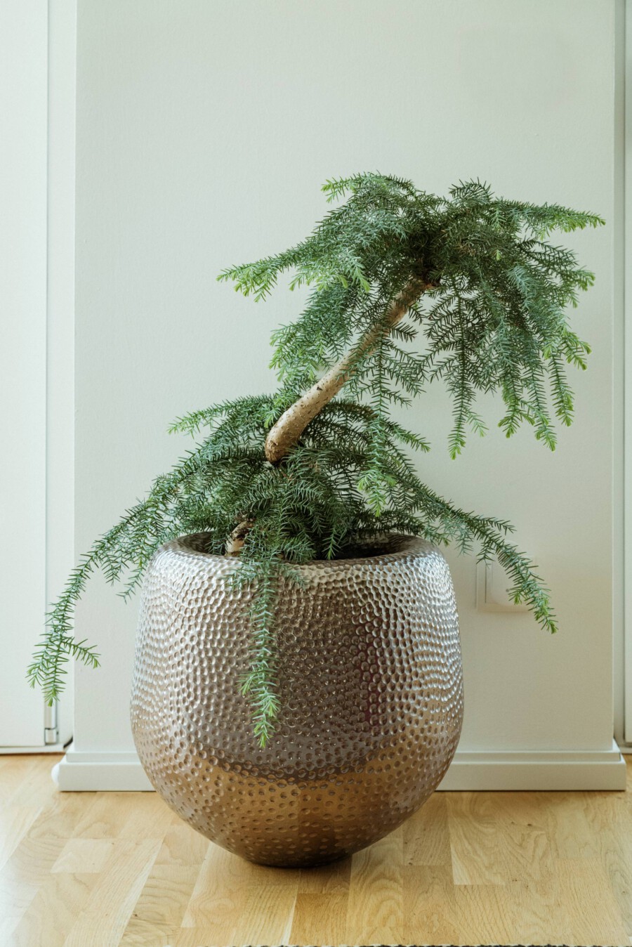Araucaria heterophylla im Innenraum, in einem großen kupferfarbigen gehämmerten Topf; hängende nadelartige Zweige.