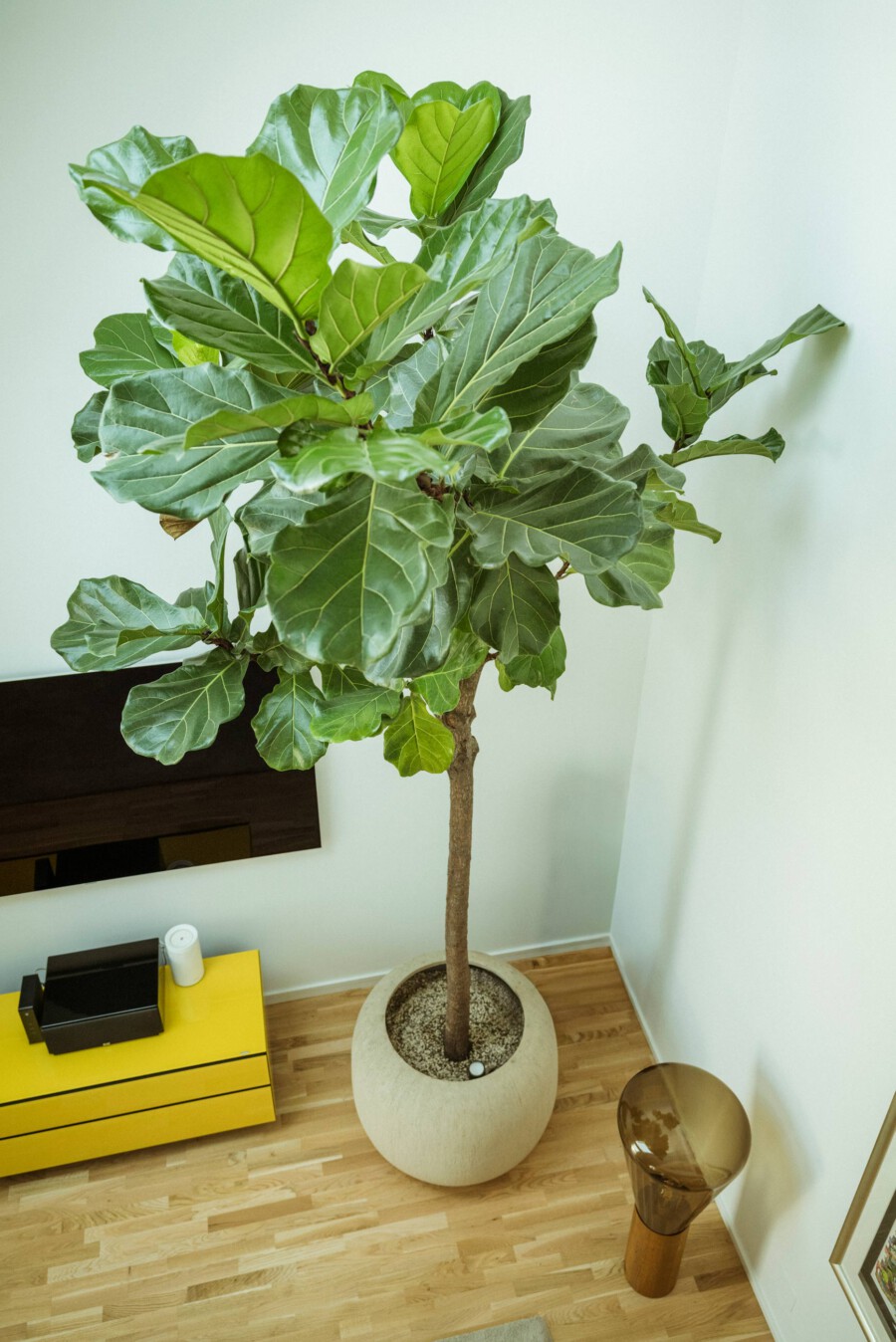 Ficus lyrata (Fiddle-Leaf-Ficus) im Wohnzimmer, großer runder Steintopf, breite grüne Blätter; daneben gelb lackierte Kommode.