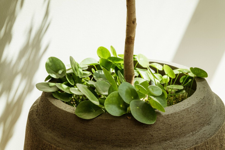 Pilea peperomioides (Pfennigpflanze) in grauem Topf, von Holzstab gestützt; heller Innenraum.