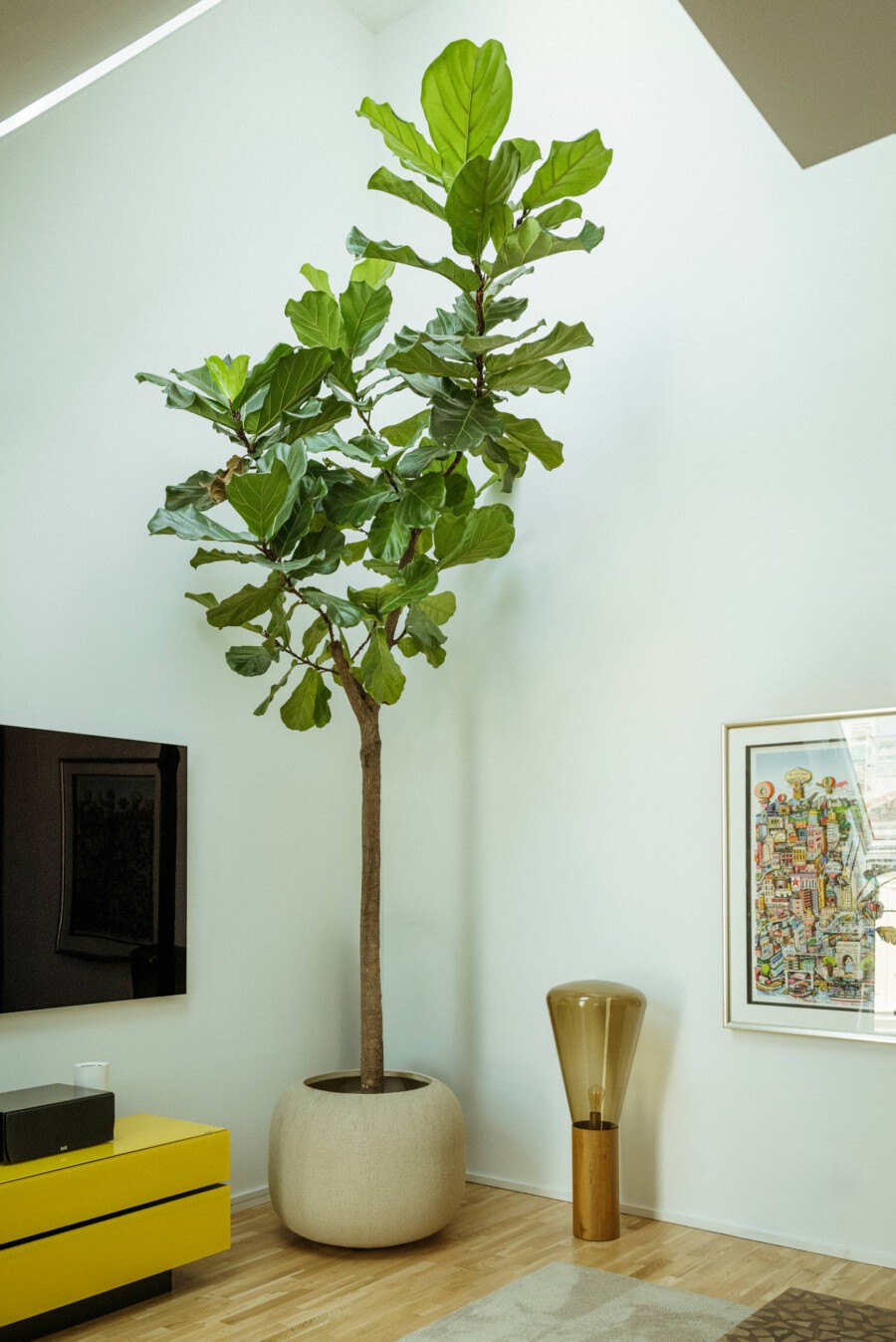 Ficus elastica (Gummibaum) steht als große Zimmerpflanze im Wohnzimmer neben gelber Kommode und Wandbild.