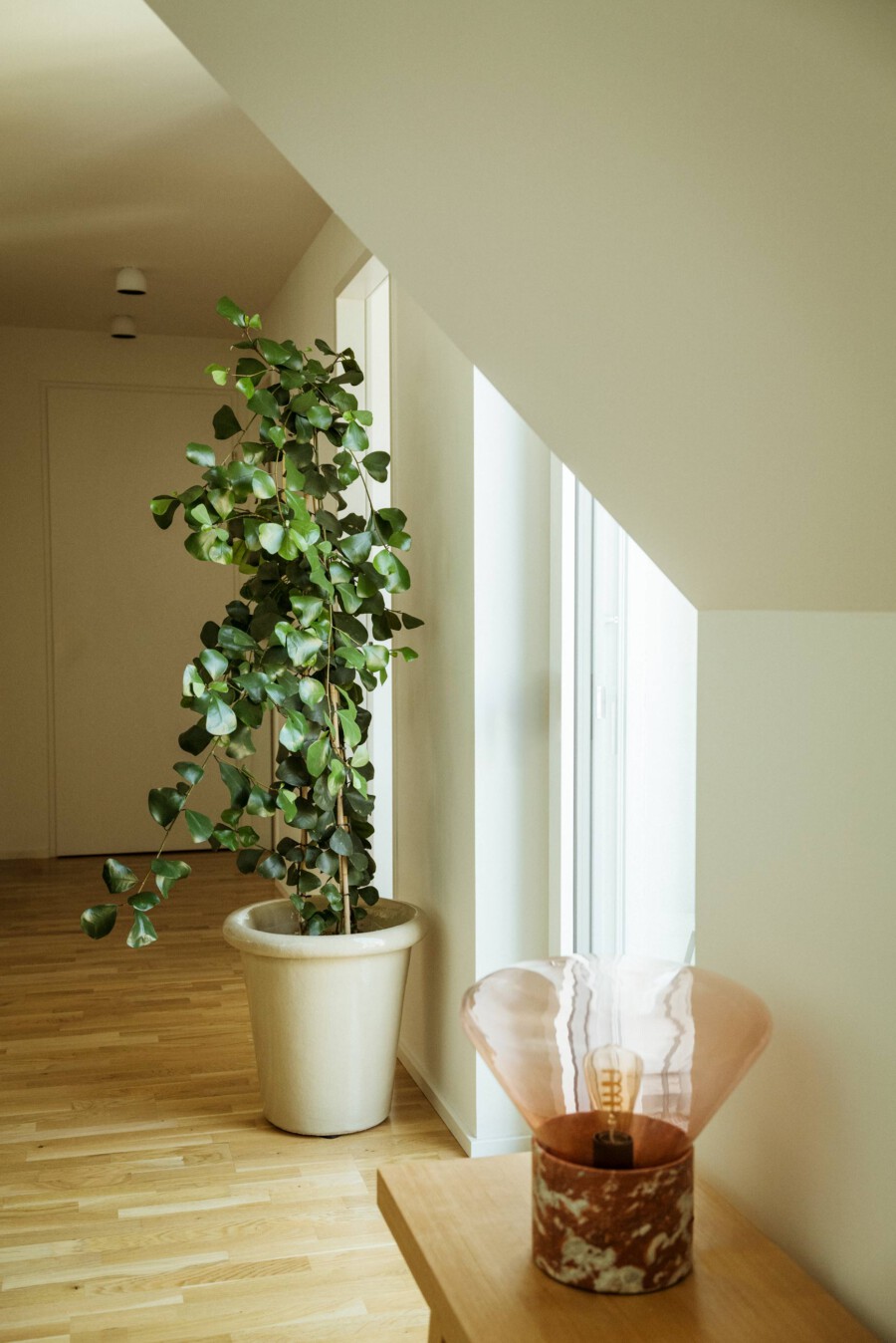 Großer Ficus benjamina (Weeping Fig) im hellen Wohnraum neben Fenster; grüne Blätter, cremefarbener Topf.