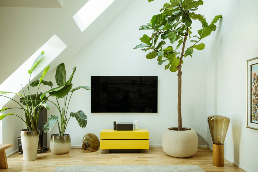 Helles Wohnzimmer mit Monstera deliciosa links und Ficus lyrata rechts, gelbes Lowboard unter Flachbildfernseher, mehrere Topfpflanzen.