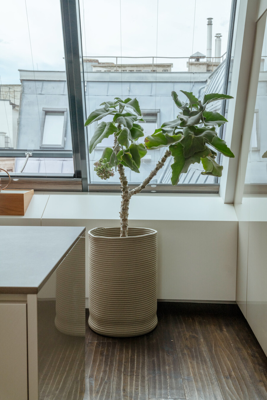 Ficus elastica im großen, geriffelten Pflanzkübel; Zimmerpflanze im Büro neben Fenster, dunkler Holzboden.