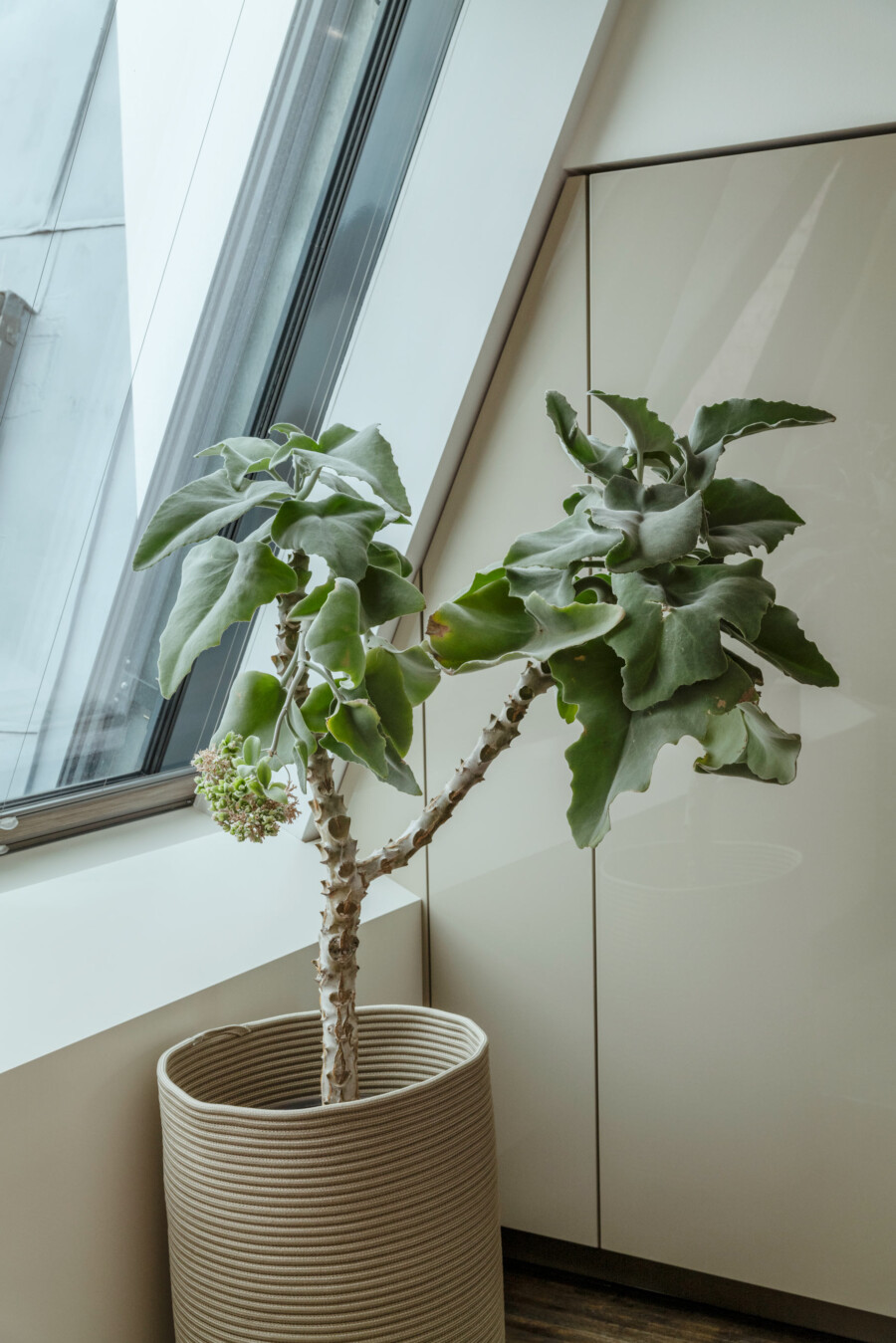 Ficus carica (Feigenbaum) im Innenraum am Fenster, kräftiger Stamm, große gelappte grüne Blätter in einem Korbtopf.