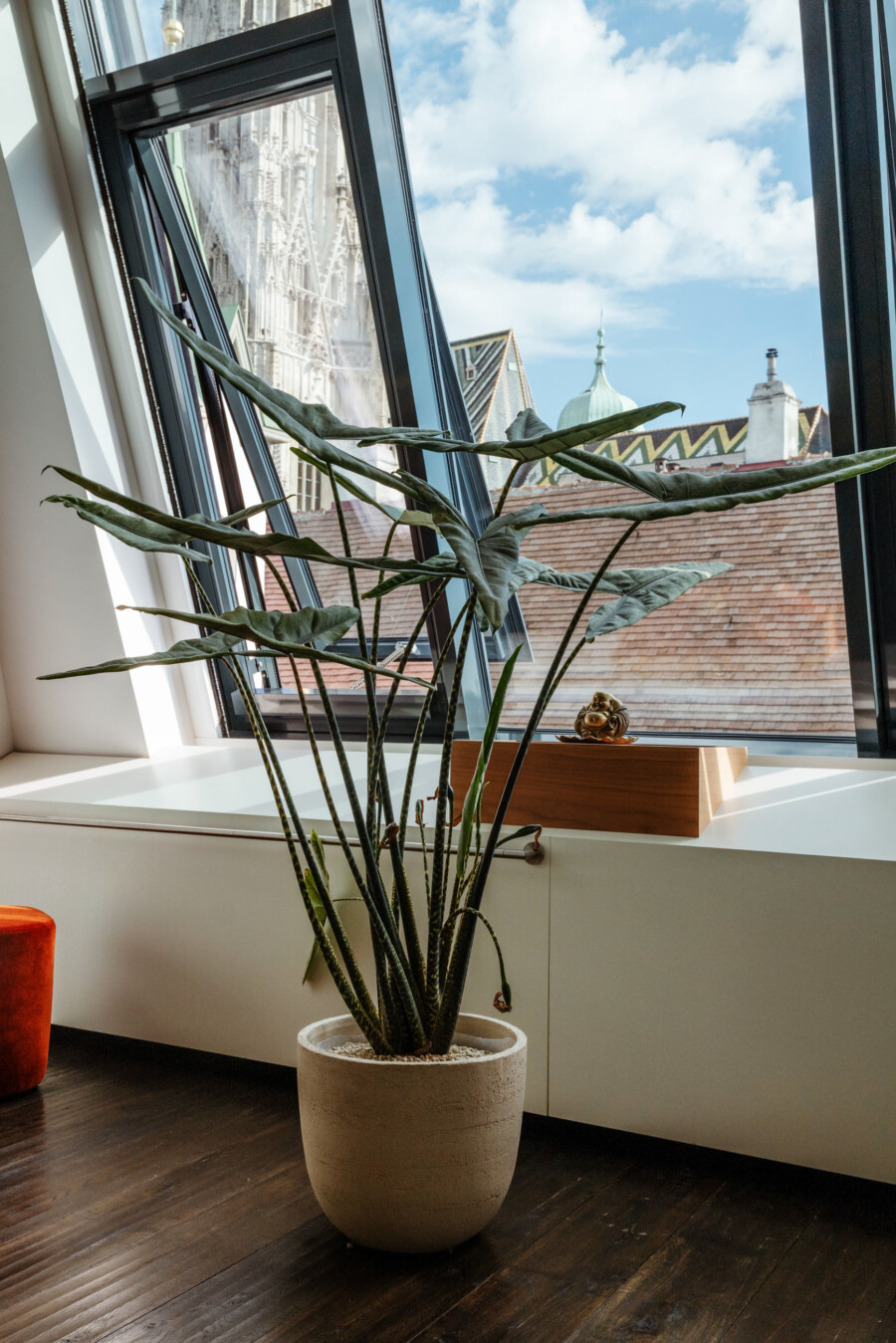 Sansevieria trifasciata in großem Pflanzkübel vor gekipptem Fenster; Dachlandschaft und blauer Himmel sichtbar.
