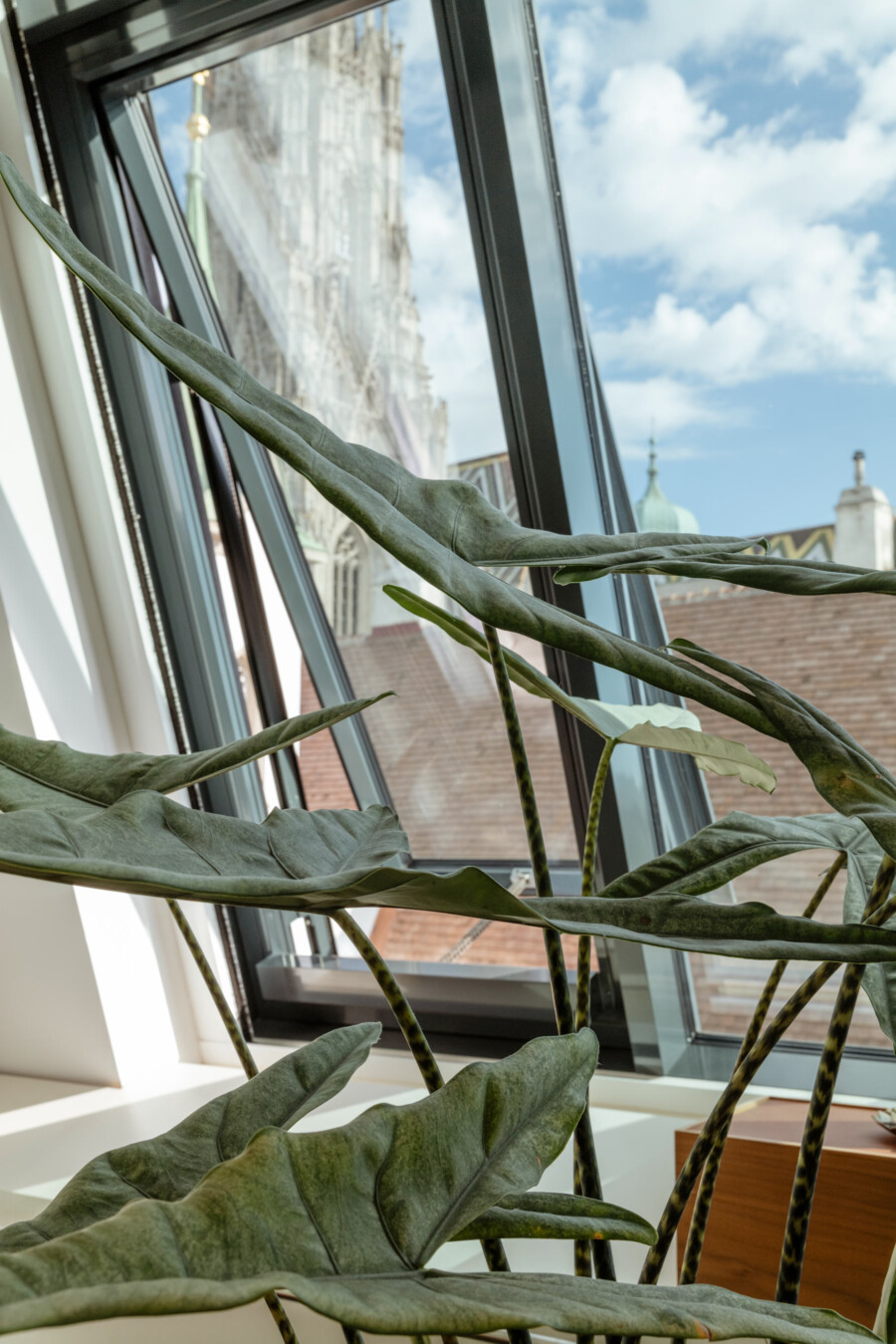 Große Zimmerpflanze mit langen, schmalen Blättern am Fenster; urbane Dachlandschaft sichtbar.