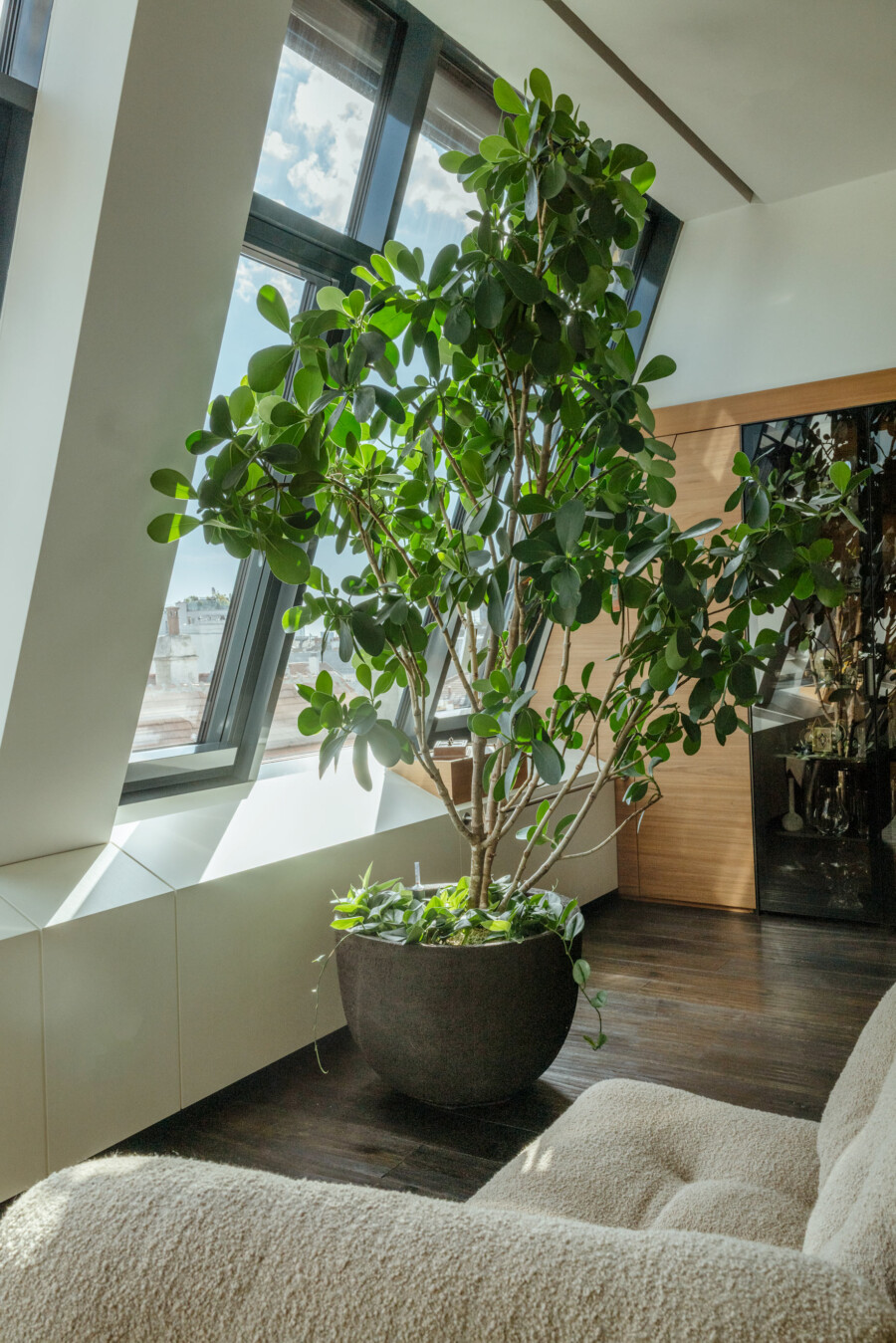Großer Ficus elastica (Gummibaum) steht im Topf im Wohnzimmer neben Fenster, moderne Einrichtung, viel Tageslicht.