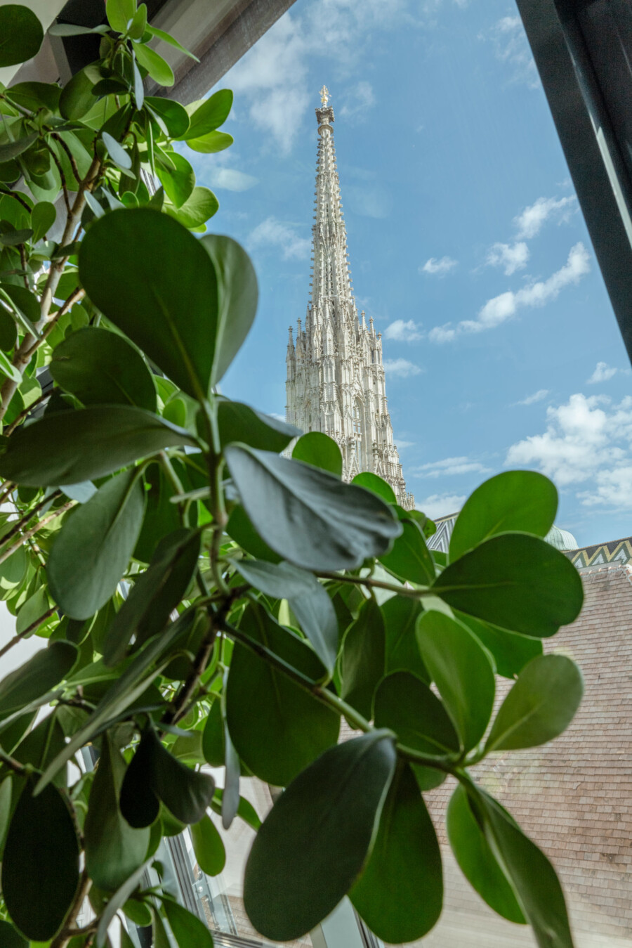 Ficus elastica (Gummibaum) im Fenster, im Hintergrund gotische Turmspitze vor blauem Himmel.