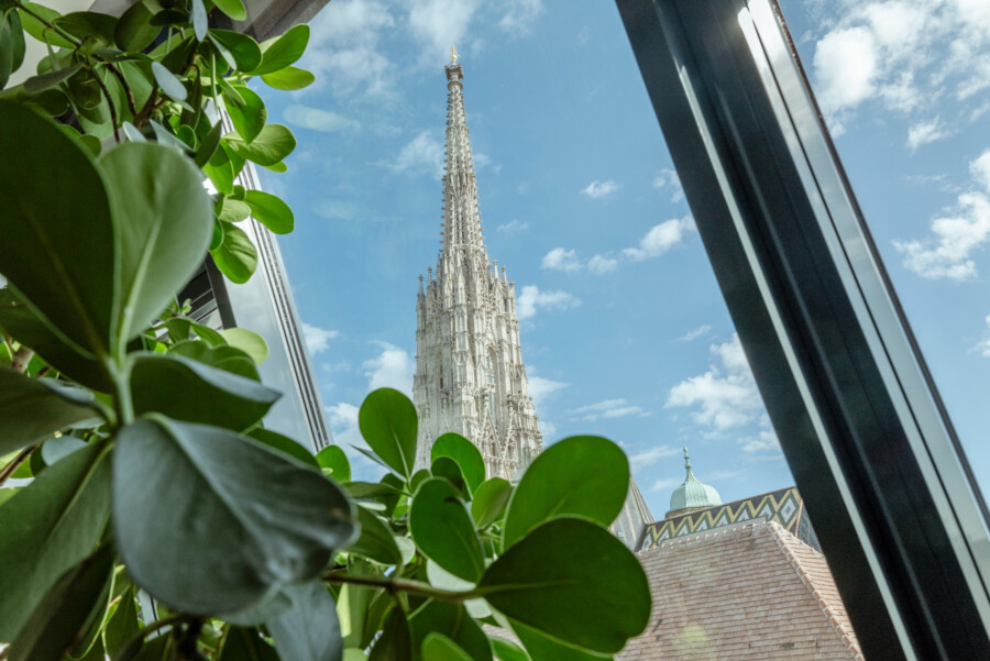 Ficus elastica im Fensterrahmen, grüne Blätter im Vordergrund; gotische Turmspitze gegen blauen Himmel.