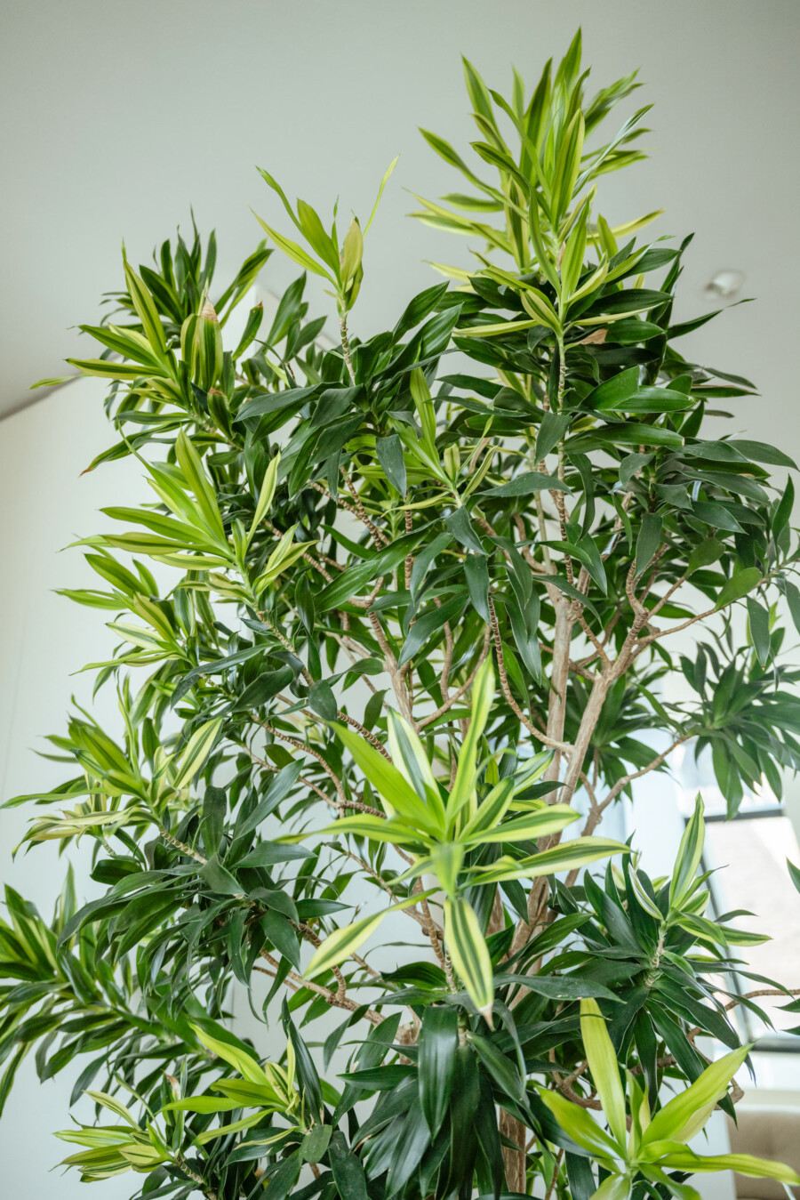 Dracaena reflexa variegata (Song of India), mehrstämmiger Drachenbaum mit grün-gelben Blättern, Innenraumpflanze.