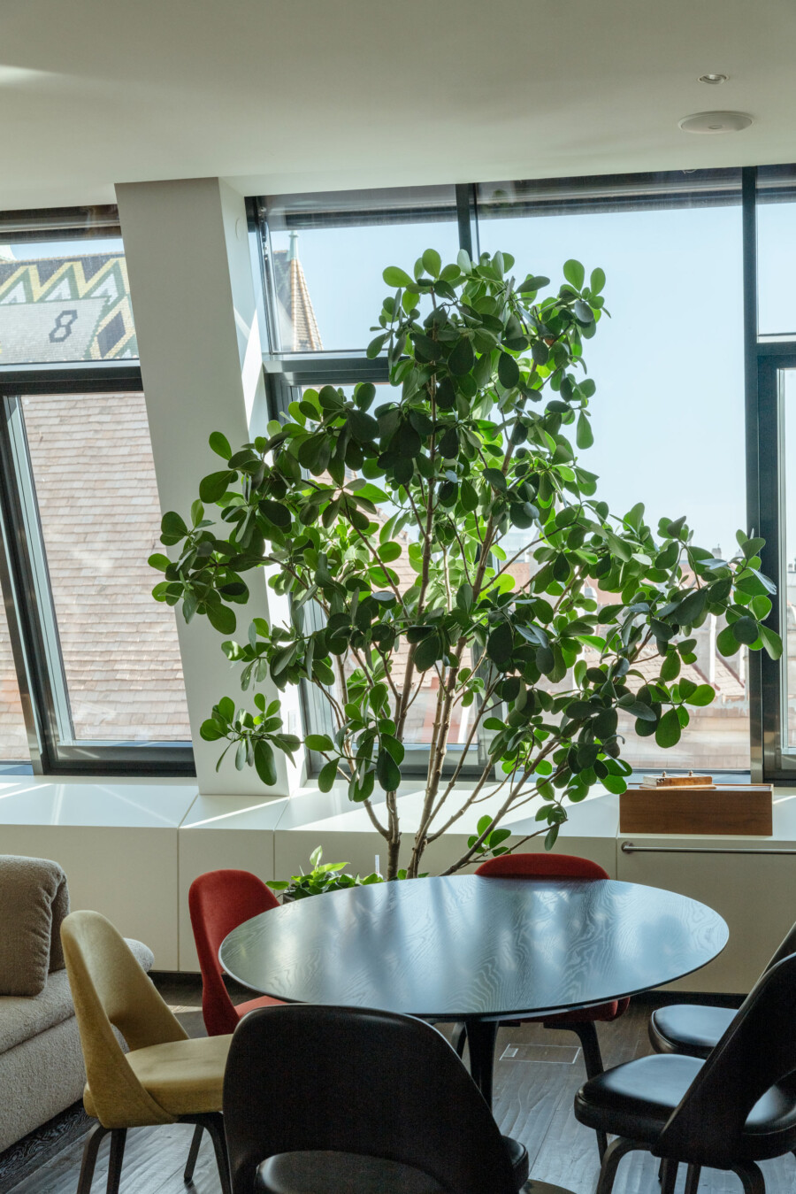 Ficus benjamina im hellen Innenraum neben rundem Esstisch mit Stühlen, viel Tageslicht durch Fenster.