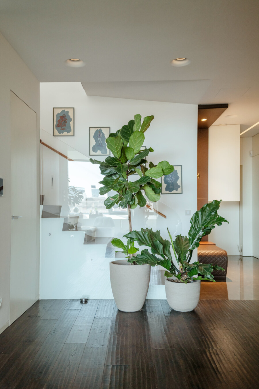 Modernes Wohnzimmer mit dunklem Holzboden; Ficus lyrata (Fiddle-leaf fig) im Topf vor Glasgeländer, Wandbilder im Hintergrund.