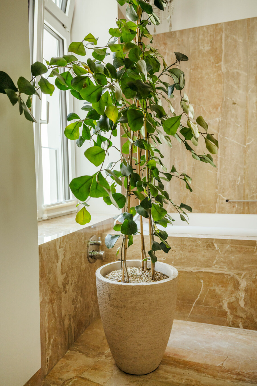 Ficus benjamina, mehrstämmige Zimmerpflanze mit grünem Laub, in grauem Topf im Badezimmer neben Fenster.