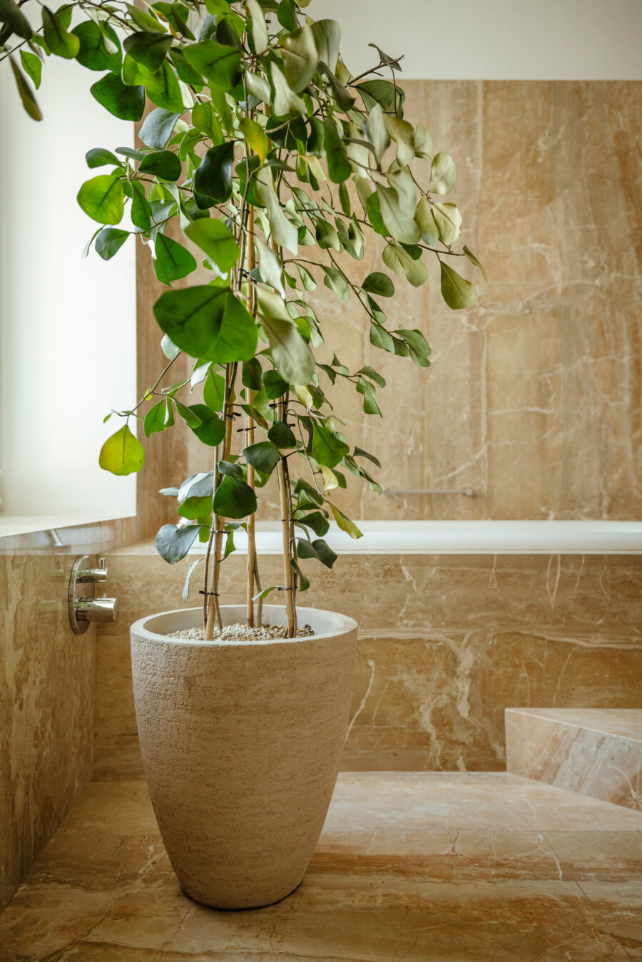 Ficus benjamina steht in beigefarbenem Topf im Marmorbadezimmer.