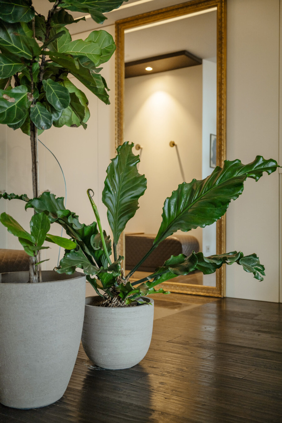 Gummibaum (Ficus elastica) in grauen Pflanzkübeln, stehend im Wohnzimmer vor goldenem Spiegel.