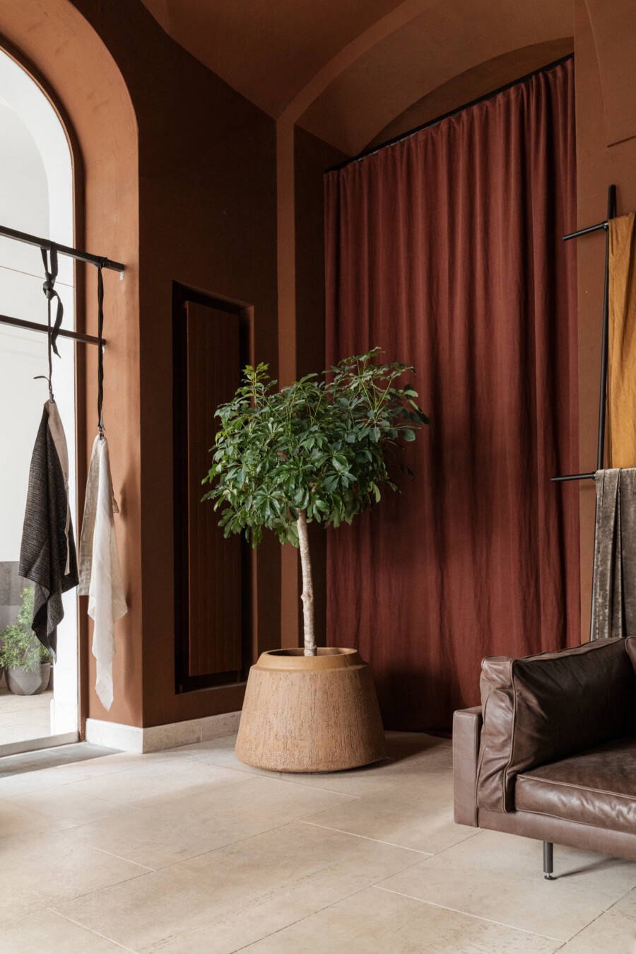 Ficus benjamina im Rattan-Topf steht im Wohnzimmer vor rotem Vorhang.