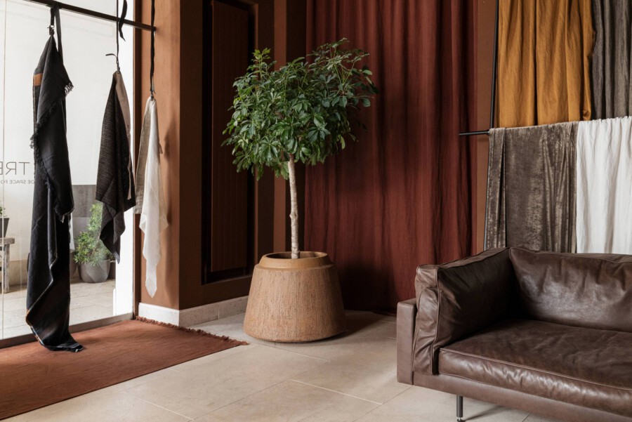 Ficus benjamina im Topf, steht im Wohnraum-Showroom vor farbigen Vorhängen; Ledersofa im Vordergrund.