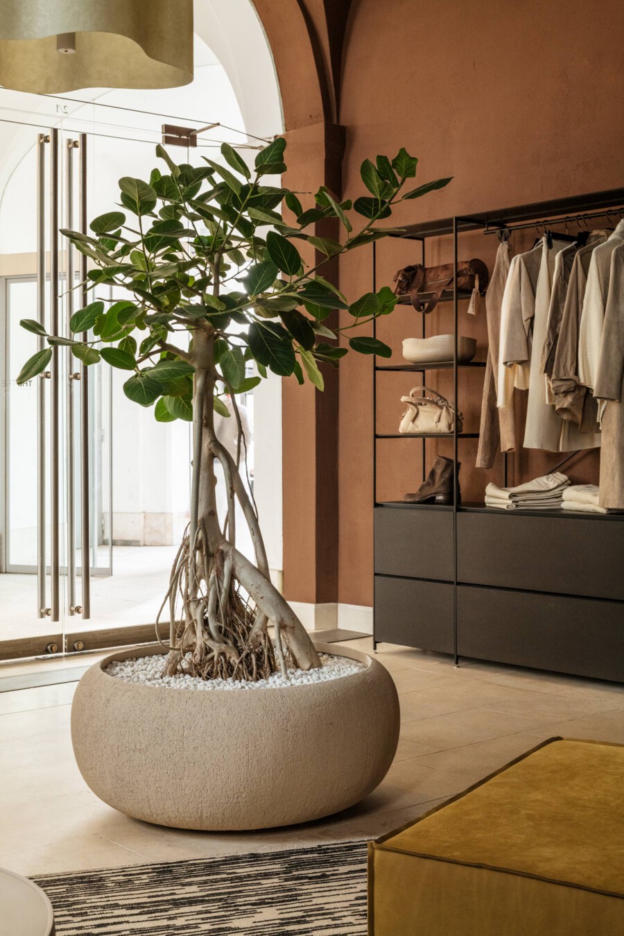 Großer Ficus benjamina in runder Stein-Topf mit weißen Kieseln, Luftwurzeln sichtbar, steht in einer Boutique mit Kleiderregalen.