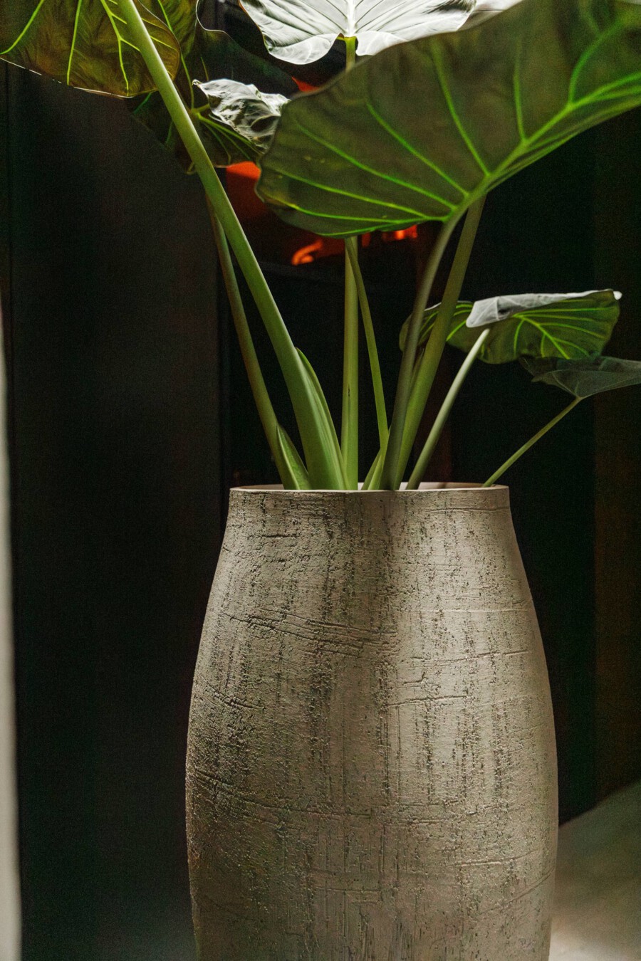 Alocasia macrorrhiza (Elefantenfuß) in grauer, texturierter Keramikvase; große grüne Blätter mit markanten Blattvenen.
